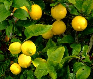 Lemon bar recipe - lemon cake recipes- Anayennisi Aromatics