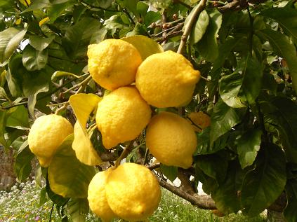 Anayennisi Aromatics Lemon Facts  and the benefits of lemon