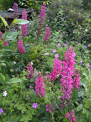 Lupins and Geraniums. Anayennisi Aromatics Aromatherapy Essential Oil Blends