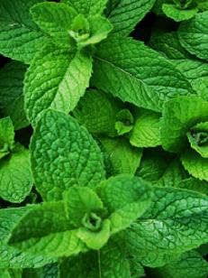 Anayennisi Aromatics Aromatherapy Essential Oils Guide - Peppermint