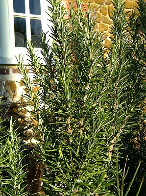 Rosemary herb - rosemary essential oil -Anayennisi Aromatics