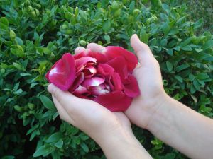 Natural cleaning recipes.Homemade Soap Recipes. How to make homemade liquid soap.A pure olive oil soap recipe, how to make essential oil handmade soap from the Aromatherapy Essential Oils Guide.