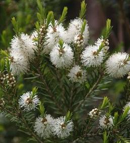 Tea Tree Oil Uses - All about Tea Tree Oil and Tea Tree Oil Recipes